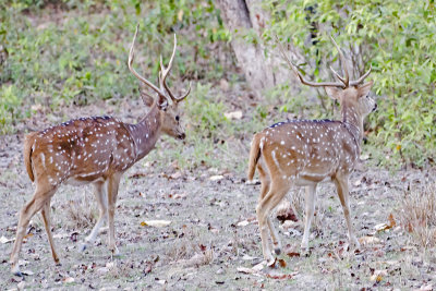 DSC_2836_Spotted Deer-Bandhavgarh.jpg