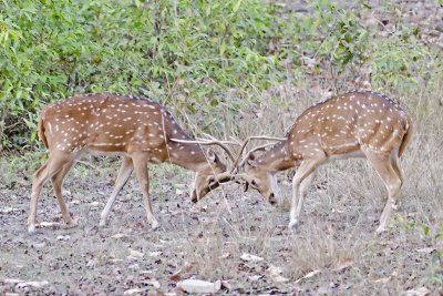 DSC_2850-Bandhavgarh.jpg