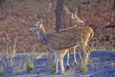 DSC_2909-Bandhavgarh.jpg