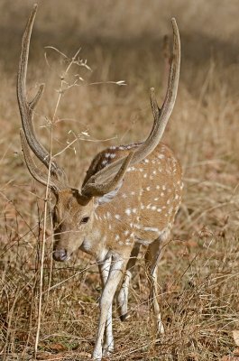 DSC_4255-Bandhavgarh.jpg