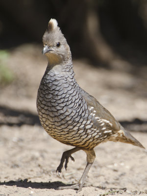 Scaled Quail-Dos Venadas  Texas