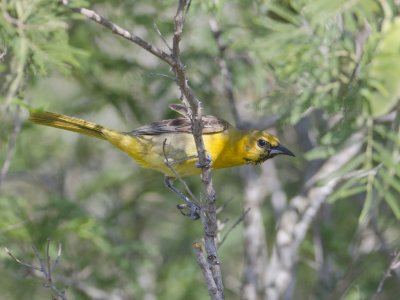 Bullocks Oriole-Dos VenadasTexas