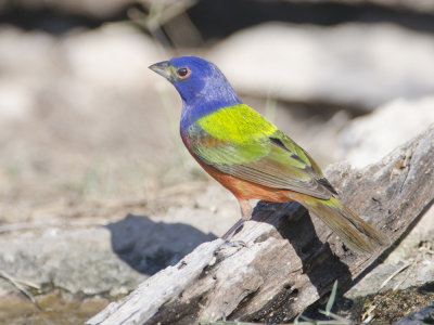 Painted Bunting--Dos Venadas  Texas