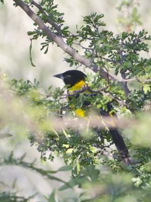 Audubons Oriole-Dos Venadas Texas