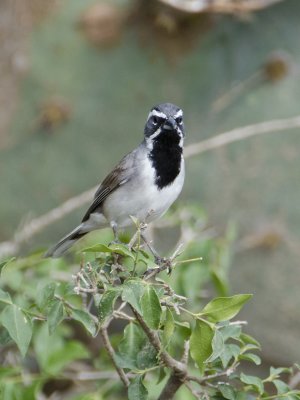 Black-throated Sparrow-Dos Venadas Texas