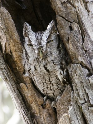 Screech Owl-Dos Venadas Texas