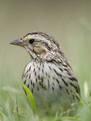Savannah Sparrow-Dos Venadas Texas