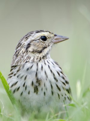 Savannah Sparrow-Dos Venadas  Texas
