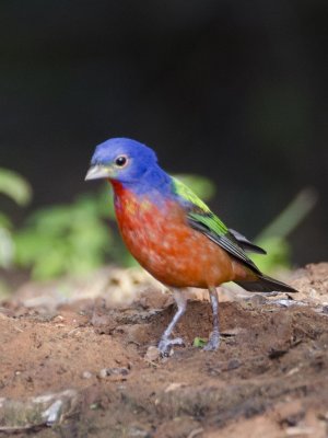 Painted Bunting--Dos Venadas  Texas