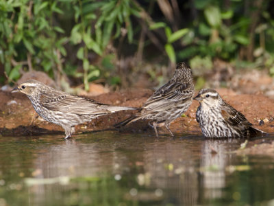 Red-winged Blackbird-Doe Venatas Texas