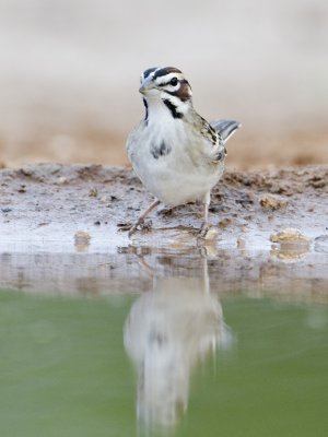 Lark Sparrow-Santa Clara Texas
