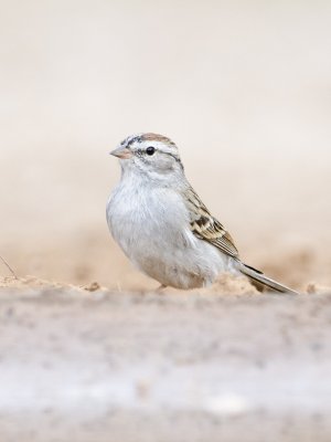 Chipping Sparrow-Santa Clara Texas