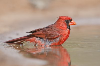 Northern Cardinal-Santa Clara Texas