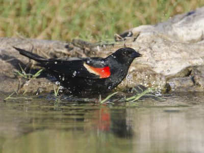 Red-winged Blackbird-Campos Viejos Texas