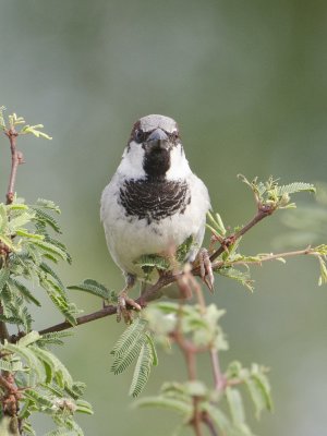 House Sparrow-Santa Clara Texas