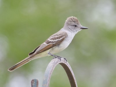 Ash-throated Flycatcher-Santa Clara Texas