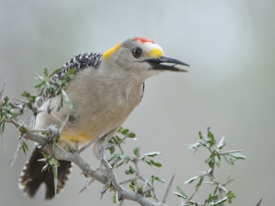 Golden-fronted Woodpecker-Santa Clara Texas