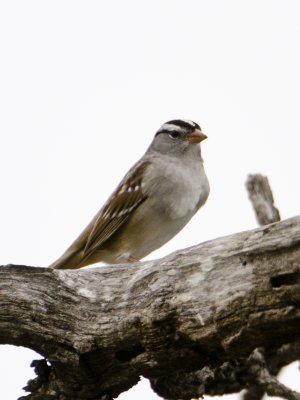White-crowned Sparrow-Santa Clara Texas