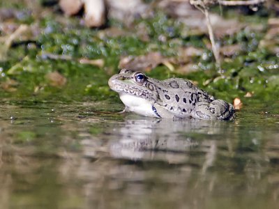 Frog-Campos Viejos Texas