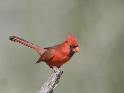 Northern Cardinal-Campos Viejos Texas_