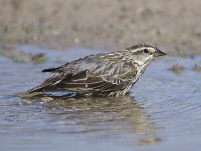 Red-winged Blackbird(F)-Campos Viejos Texas