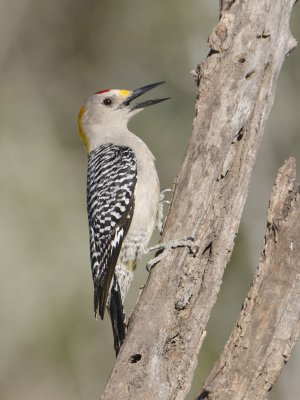 Golden-fronted Woodpecker-Campos Viejos Texas