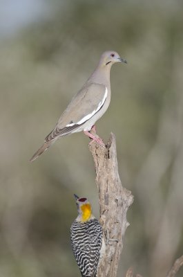 White-winged and Golden fronted before eviction-Campos Viejos Texas
