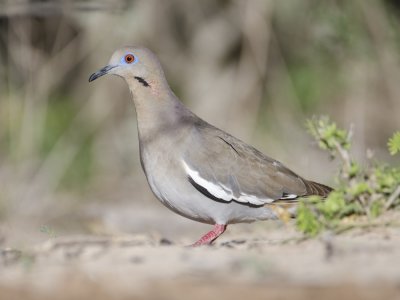 White-winged Dove-Dos Venadas Texas