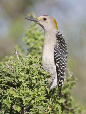 Golden-fronted Woodpecker-Dos Venadas Texas