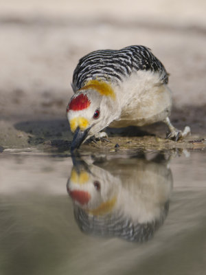 Golden-fronted Woodpecker-Dos Venadas Texas