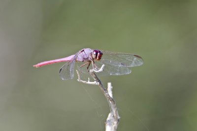 Pink Dragon Fly Dos VenadasTexas