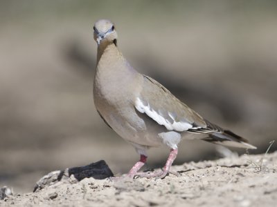 White-winged Dove-Dos VenadasTexas