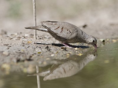 Common-ground Dove-Dos Venadas Texas