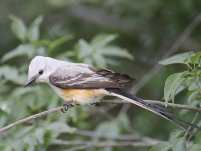 Scissor-tailed Flycatcher-Dos Venadas  Texas