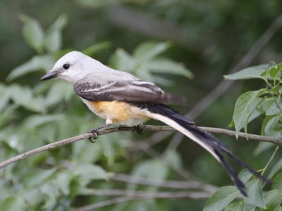 Scissor-tailed Flycatcher-Dos Venadas  Texas