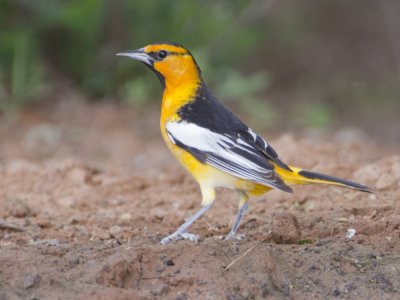 Bullocks Oriole(M)-Dos Venadas Texas