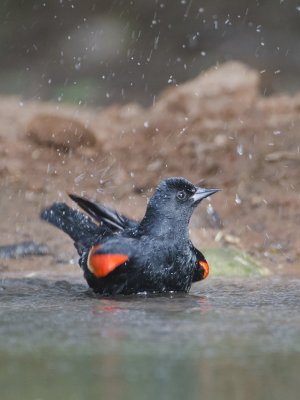 Red-winged Blackbird-Dos Venatas Texas