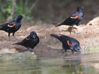 Red-winged Blackbird-Dos Venatas Texas