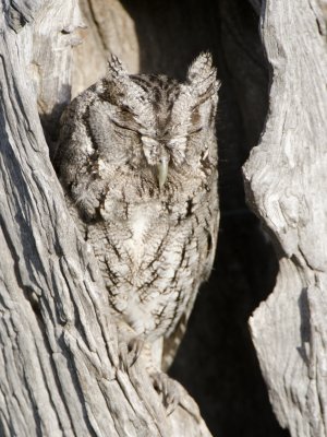 Screech-owl-Dos Venadas Texas