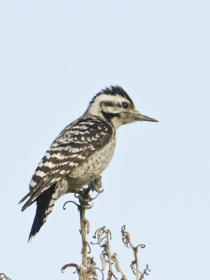 Ladderback Woodpecker-Dos Venadas Texas