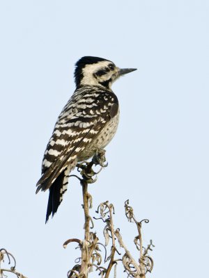 Ladderback Woodpecker-Texas