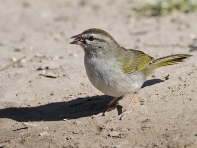 Olive Sparrow-Dos Venadas  Texas