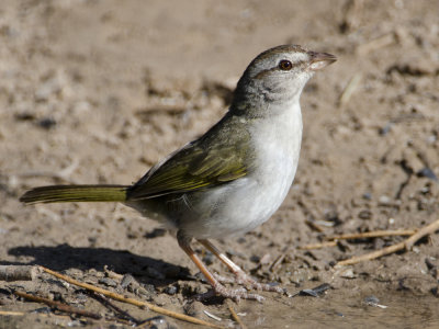 Olive Sparrow-Dos Venadas Texas