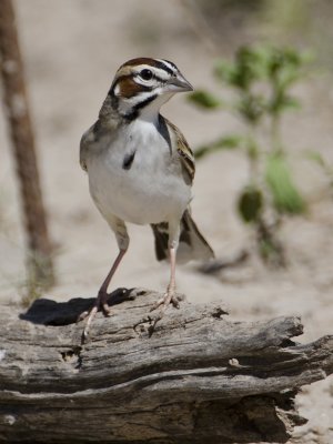 Lark Sparrow-Dos Venadas  Texas