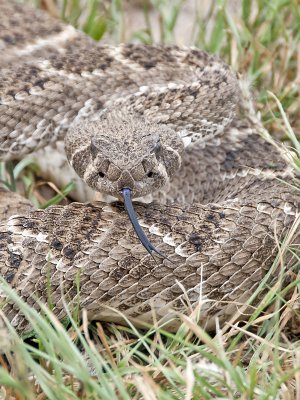 Rattle Snake-Santa Clara Texas