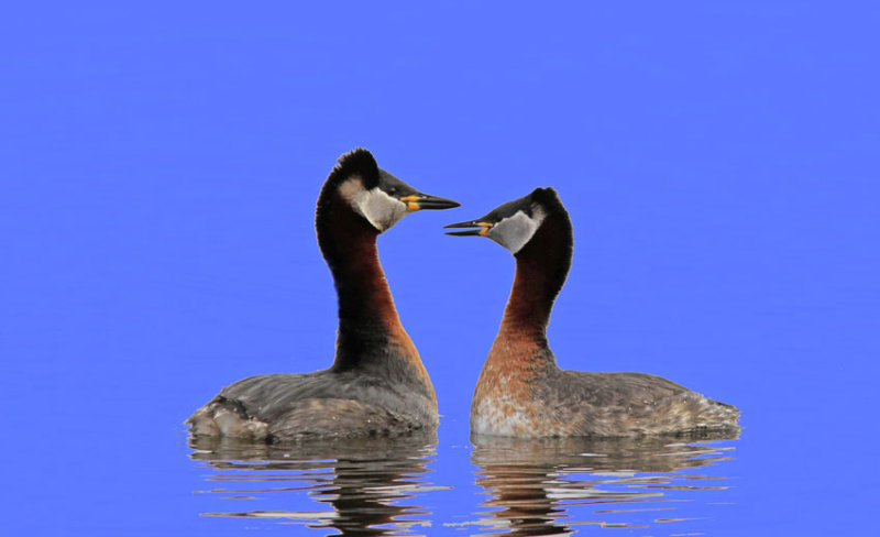 Red-necked Grebe