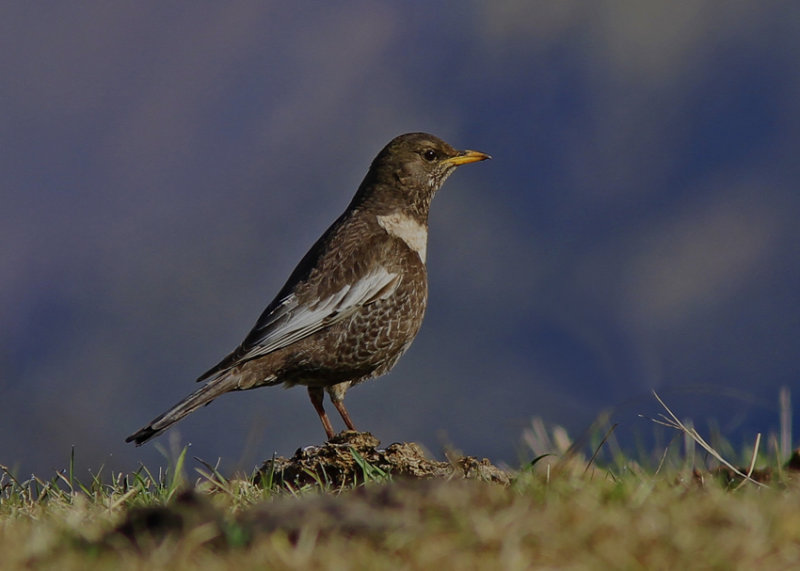 Ring Ouzel Georgien Kazbebi   2012