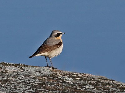 Northern Wheatear