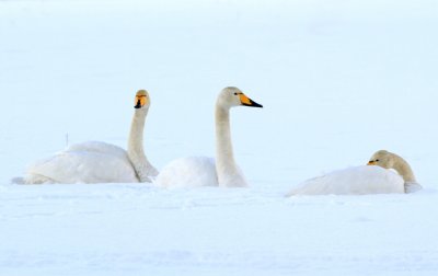 Whooper Swan