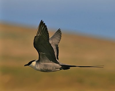 Long-tailed Skua